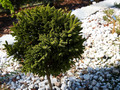 Picea orientalis Mount Vernon IMG_0281 Świerk kaukaski